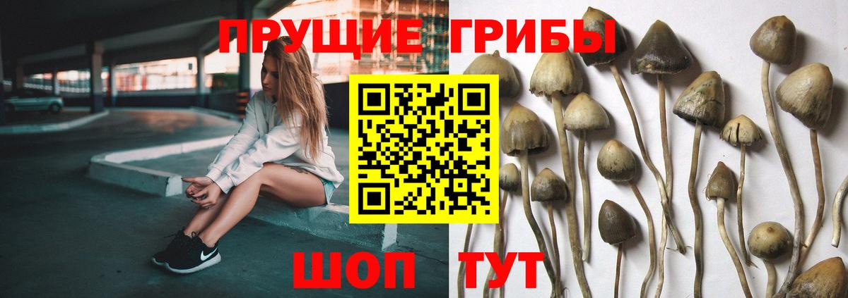 Псилоцибиновые грибы Magic Shrooms  Псилоцибиновые грибы Cubensis  Вход с VPN  Вятские Поляны 